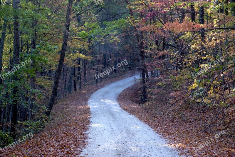 Forest Sunlight Landscape Morning Autumn