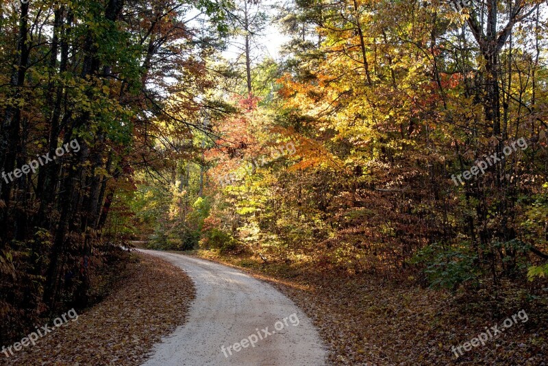 Forest Sunlight Landscape Morning Autumn