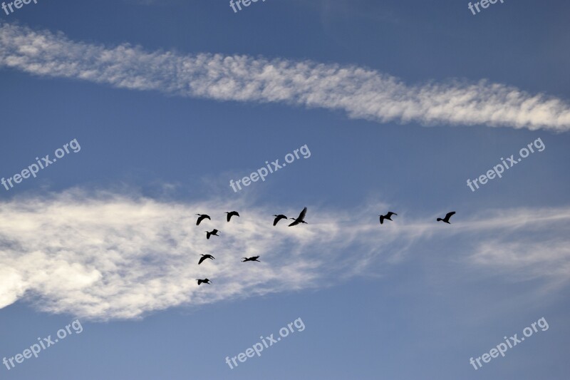 Herons Birds Egrets Wildlife Tropical