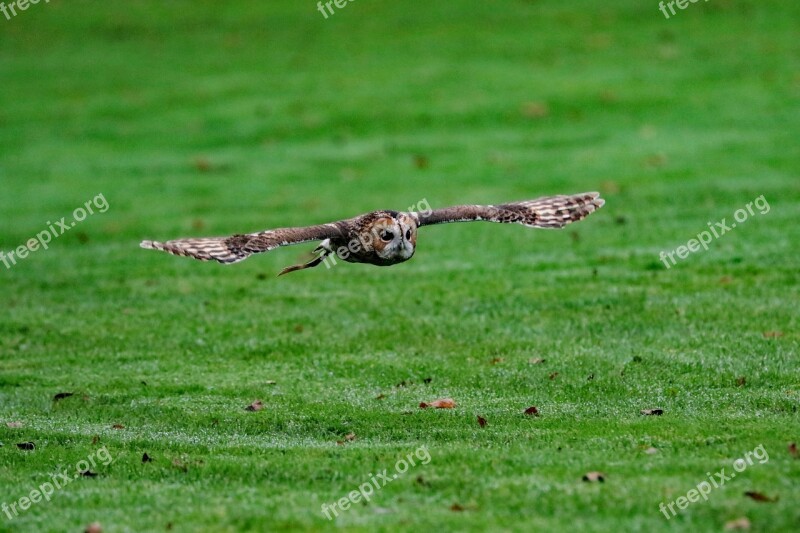 Barred Owl Owl Usa Wilderness Bird