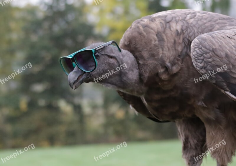 Baby Condor Wearing Sunglasses Vulture Condor Carrion Predator