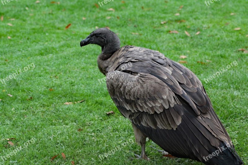 Baby Condor Vulture Condor Carrion Predator