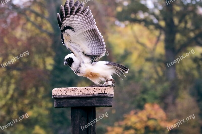 Spectacled Owl Owl Bird Animal Prey