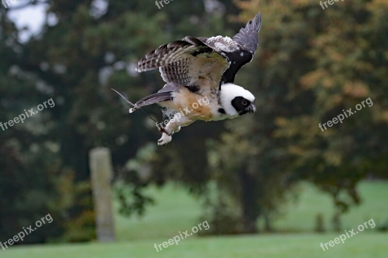 Spectacled Owl Owl Bird Animal Prey