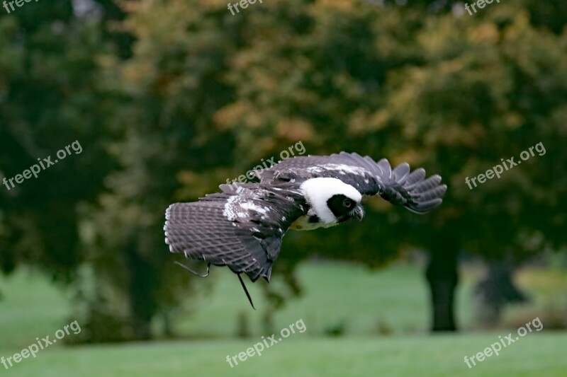 Spectacled Owl Owl Bird Animal Prey