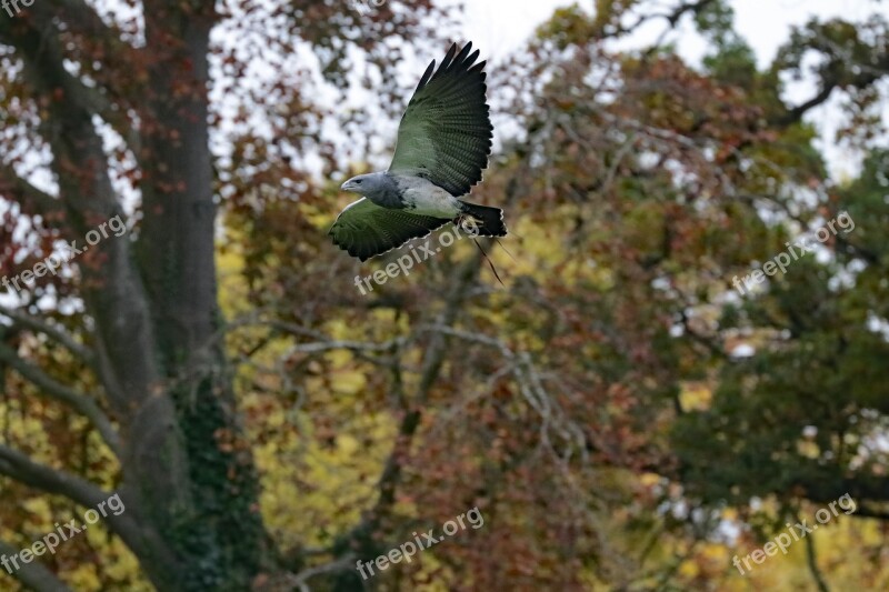 Grey Buzzard Eagle Bird Of Prey Animal Prey Wildlife