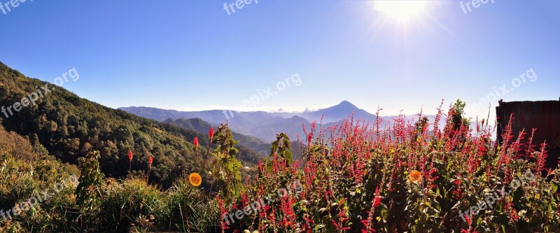 Mountain Vegetation Nature Flowers Field