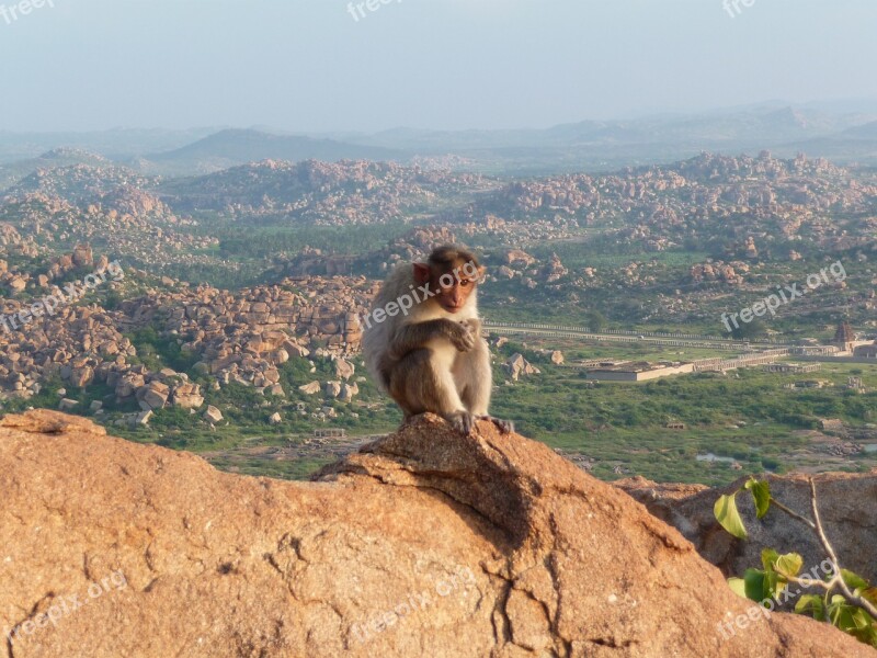 Monkey Mountain äffchen Animal World View