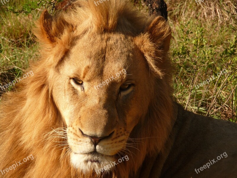 Lion Africa Safari Botswana Wildcat