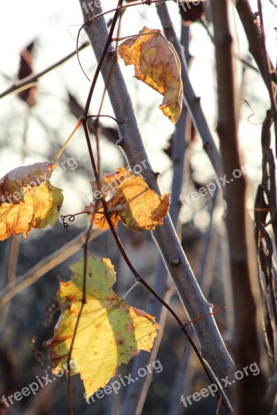 Leaves Leaf Tree Nature Green