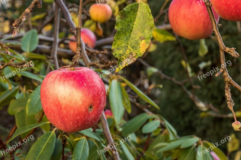 Apple Branch With Apples Apples Tree Fruit