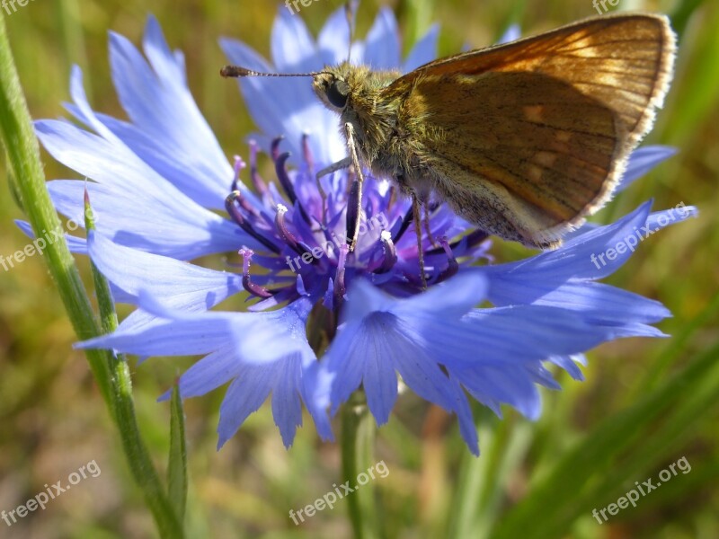 Butterfly Summer Cornflower Nature Plant