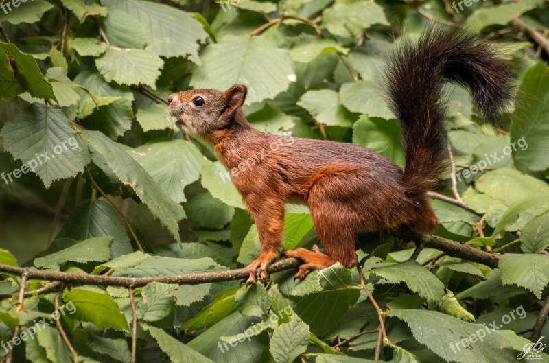 Squirrel Mammal Young Foraging Garden