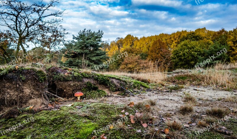 Fly Agaric Mushroom Toxic Nature Autumn