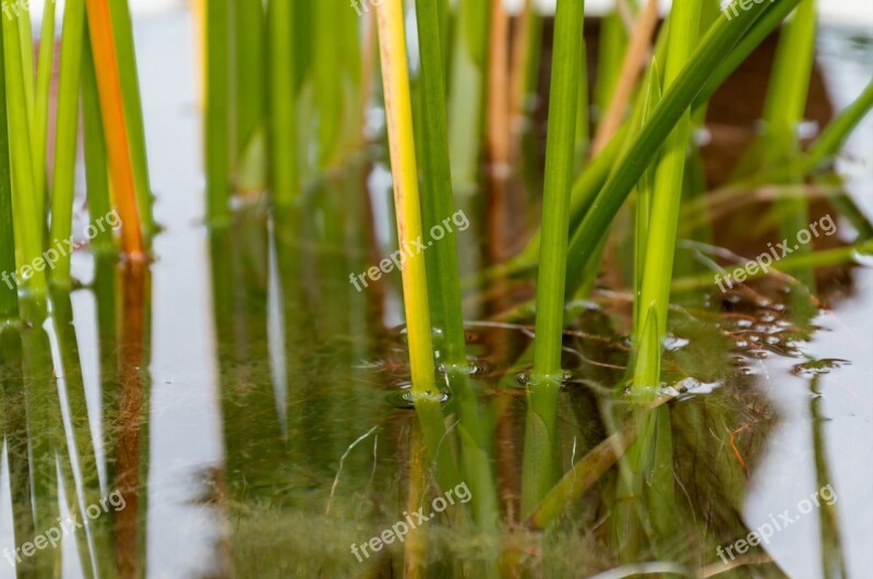 Kg Papyrus Water The Swamps Nature