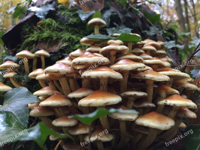 Mushrooms Autumn Forest Nature Tree Fungus