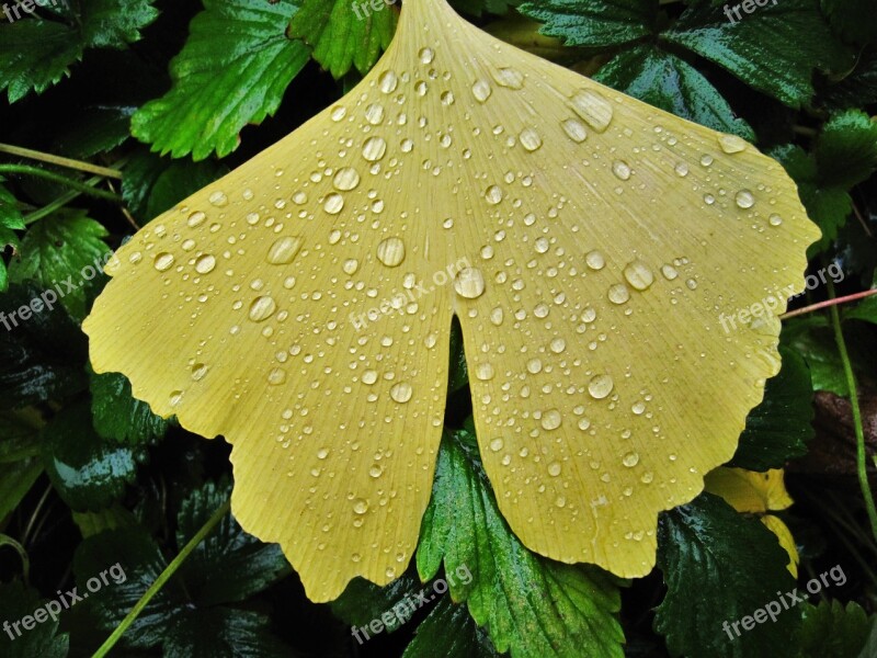 Ginkgo Leaf Raindrop Fan-shaped Leaf Fan Shaped Broad Leaves