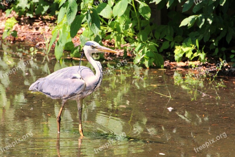 Grey Heron Heron Bird Eastern Intervention