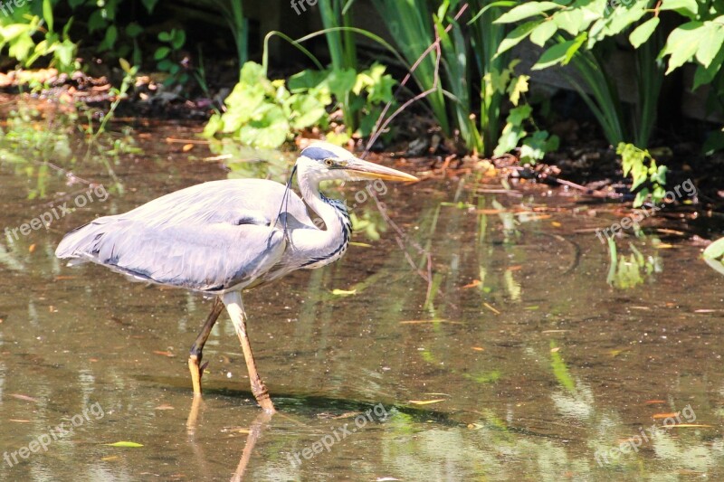 Grey Heron Heron Bird Eastern Intervention