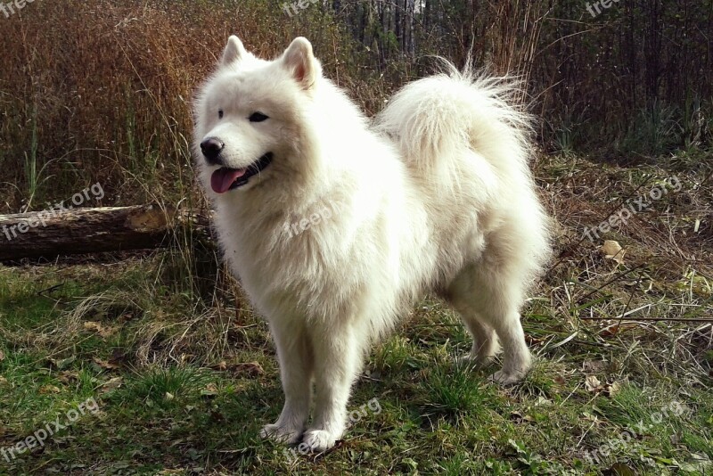 Dog Samoyed Nature Spitz White