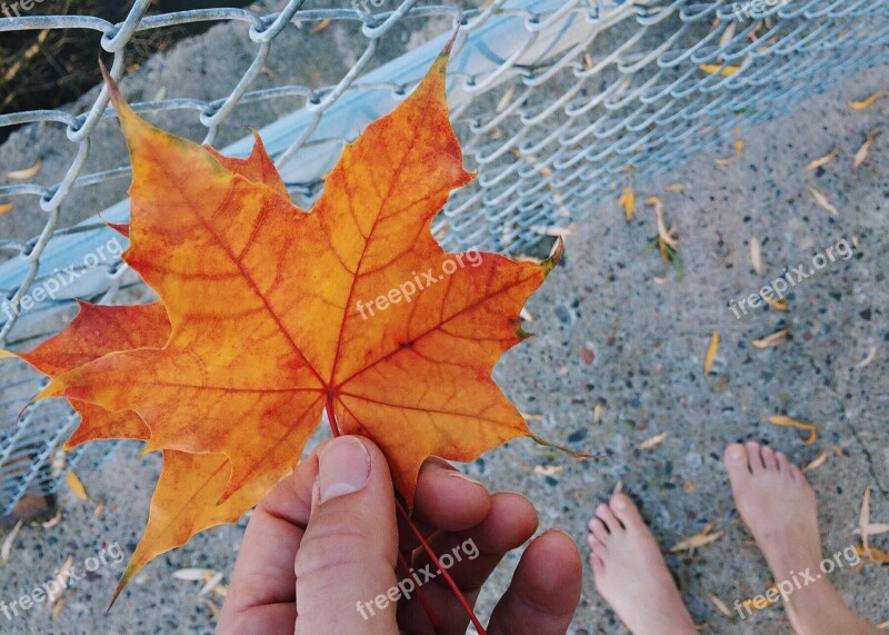 Leaf Collecting Autumn Fall Season