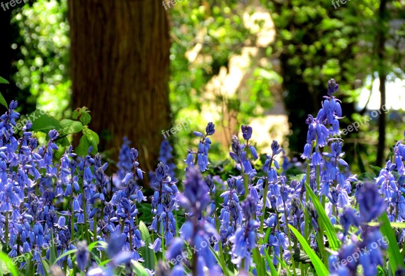 British Flora Green Bluebell Flowers