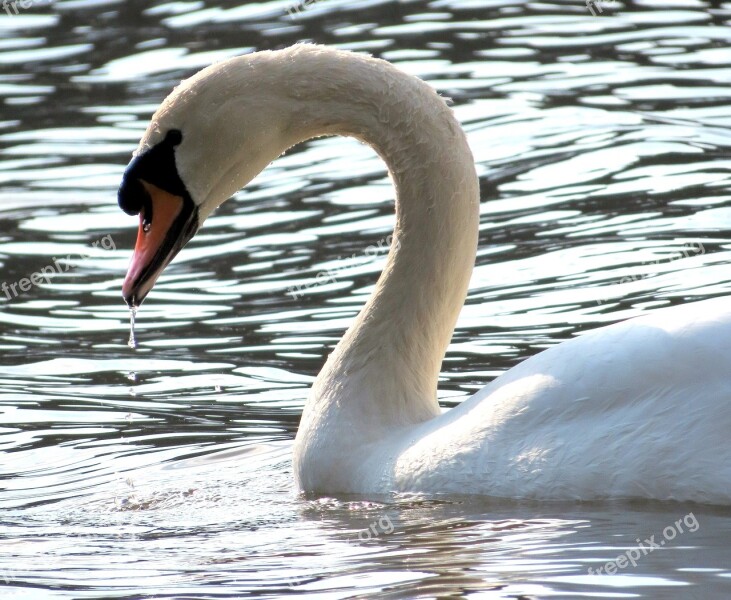 Wildlife Nature Bird Feathers Water