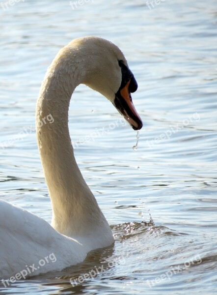 Wildlife Nature Bird Feathers Water