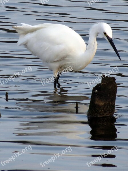 Wildlife Nature Bird Feathers Water