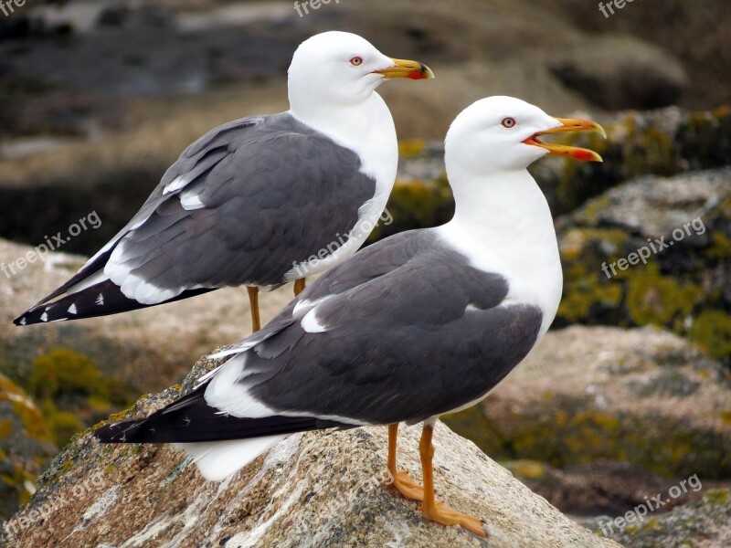 Wildlife Nature Bird Feathers Gull