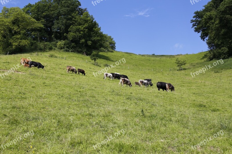 Pasture Cattle Cows Graze Beef