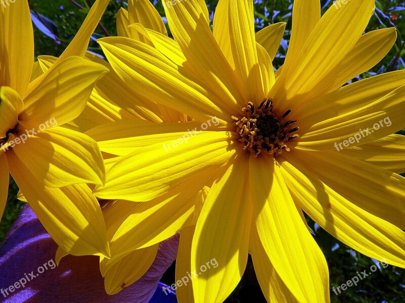 Flowers Yellow Sunflower Yellow Flower Close Up