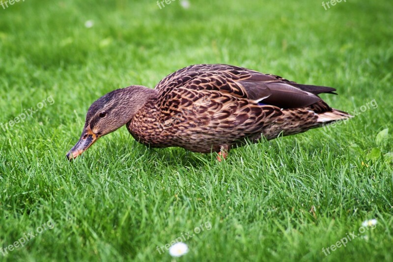 Duck Mallard Meadow Water Bird Nature