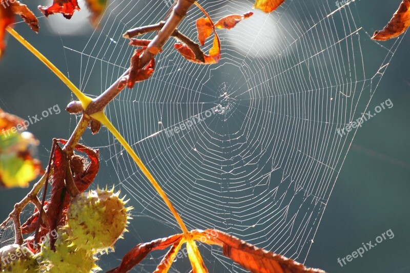 Spider Webs Weave Spin Web Nature