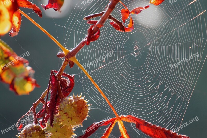 Spider Webs Weave Spin Web Nature