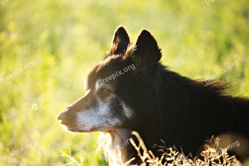 Dog Border Morning Light Border Collie Collie