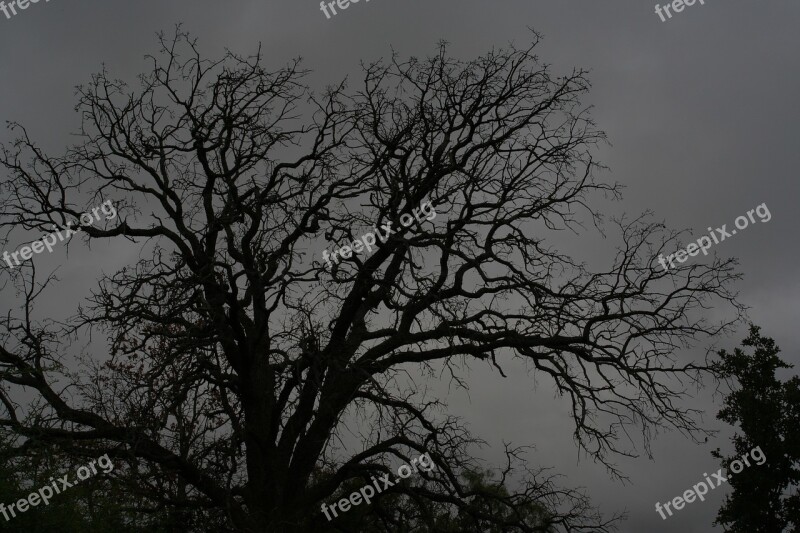 Spooky Old Tree Tree Dark Halloween Horror