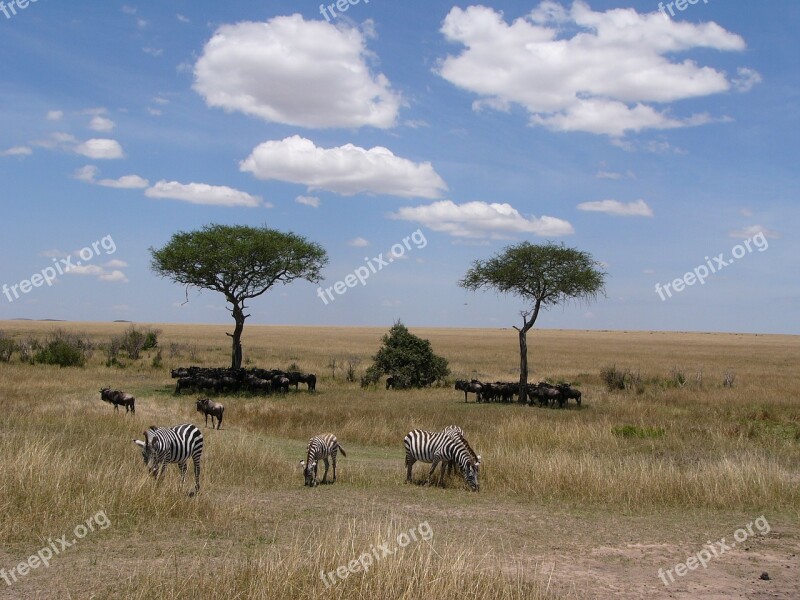 Shadow Zebras Protection Lunch Africa