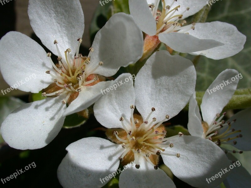 Peer Blossom Spring Pear Tree Free Photos