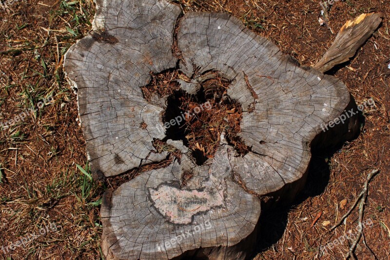 Nature Trunk Tree Tree Bark Free Photos