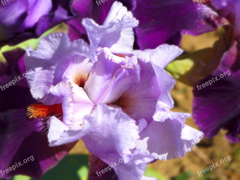 Iris Flower Violet Free Photos