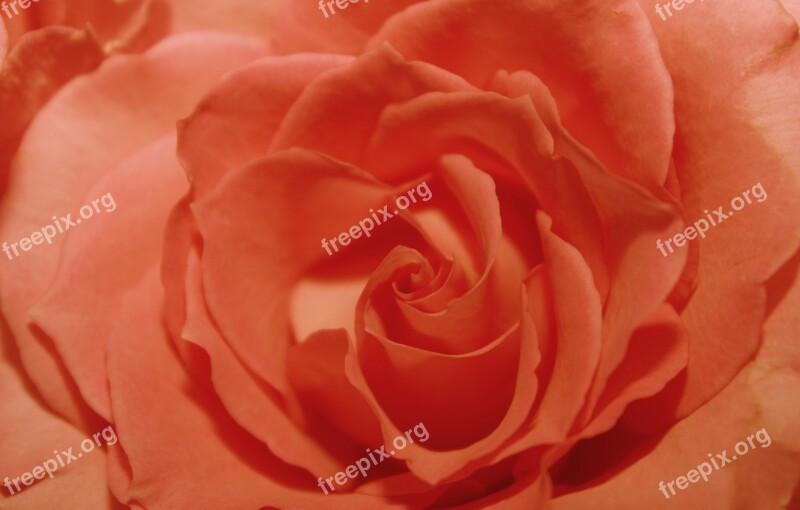 Apricot Rose Background Rose Bloom Blossom