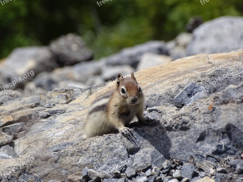 Chipmunk Nature Animal Cute Fur