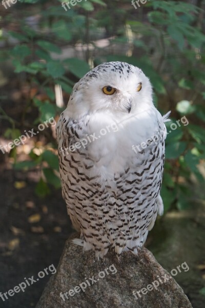 Owl Snowy Owl White Eyes Bird