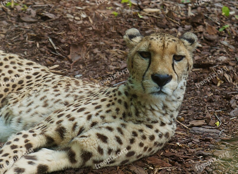 Cheetah Portrait Nature Head Drawing Predator