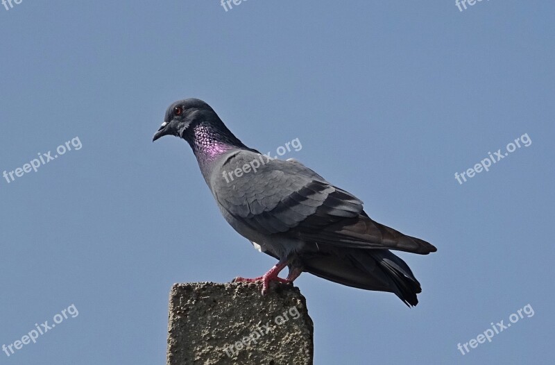 Bird Rock Dove Rock Pigeon Columba Livia Columbidae