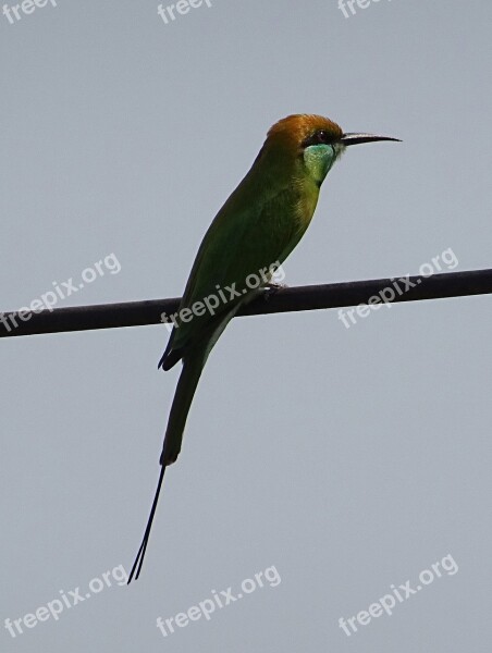 Bird Green Bee-eater Merops Orientalis Passerine Fauna