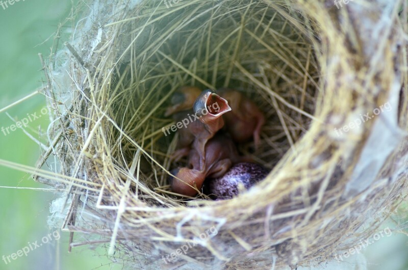 Bird Nest Nest Nature Hatchling Nesting