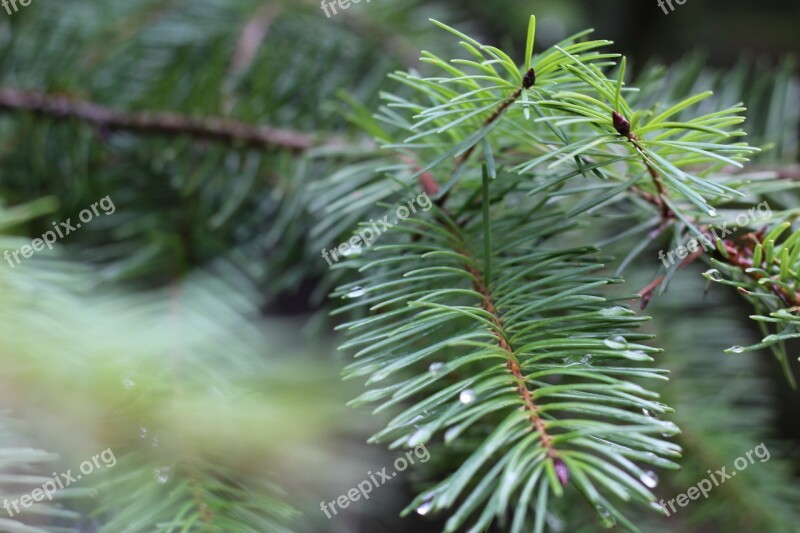 Pine Needles Pine Plant Needle Nature