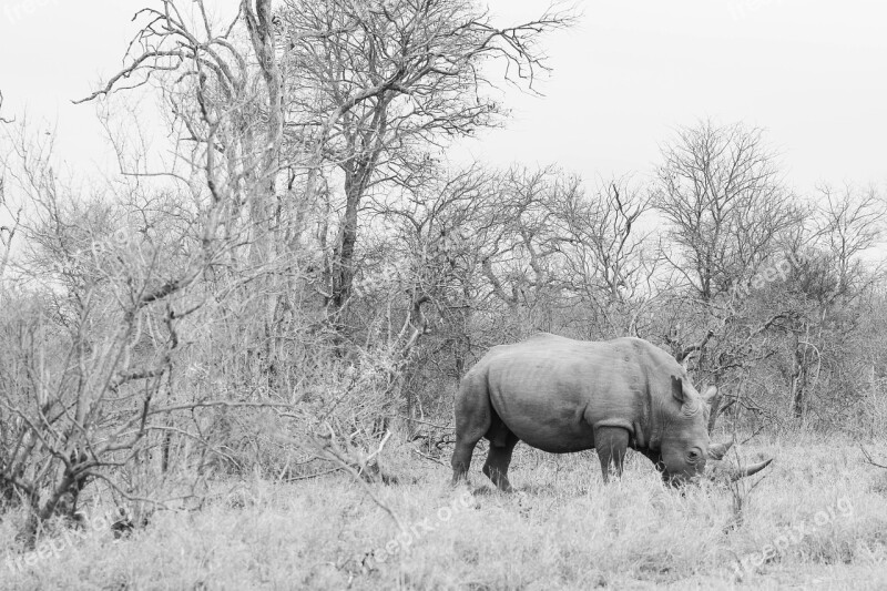 Rhinoceros Nature Landscape Grey Bleak Animal